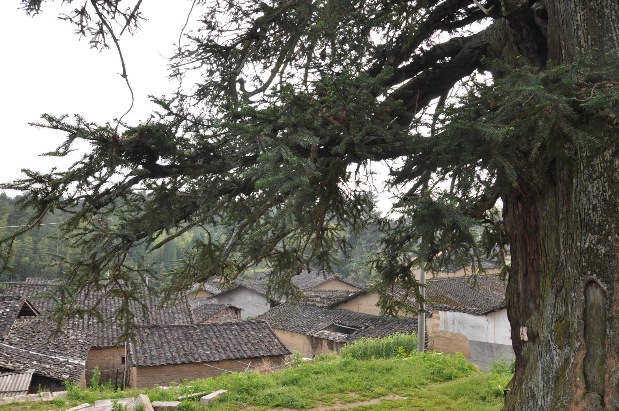 虎贝彭家村