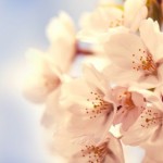 花开四季 的档案图片